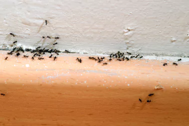 Ant Control Campbellfield