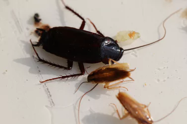 Cockroach Control Campbellfield