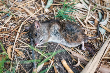 Dead Animal Removal Campbellfield