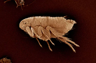 Flea Control Campbellfield