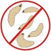Maggot Control Campbellfield