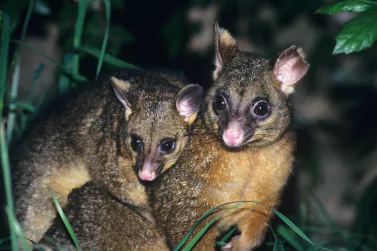 Possum Removal Campbellfield