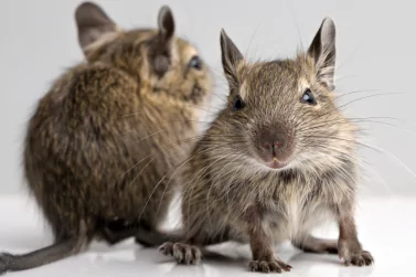 Rodent Control Campbellfield