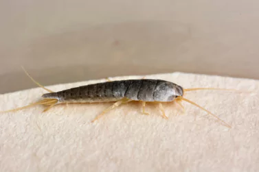 Silverfish Control Campbellfield
