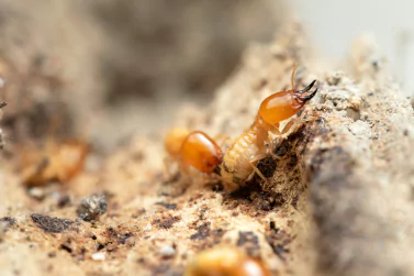 Termite Control Campbellfield