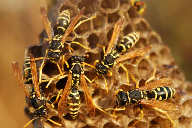Wasp Control Campbellfield